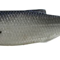 Flappy Fish